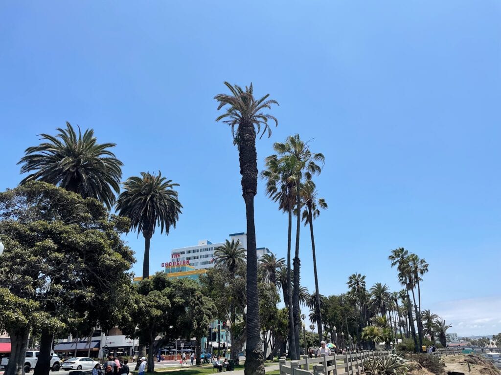 Palm Trees along Ocean Ave.