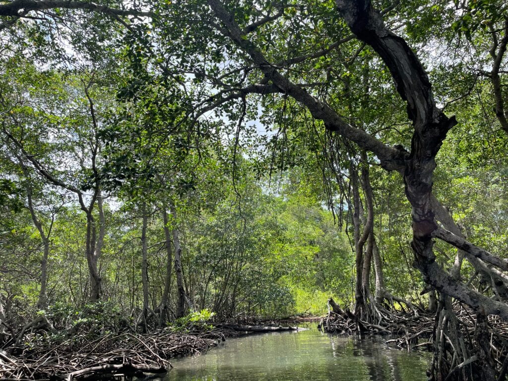 A pathway to the mangroves in Roatan island. 