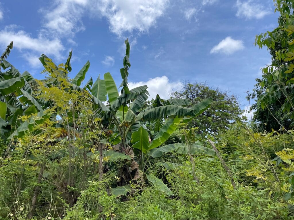 The green vegetation seen while horseback riding. 