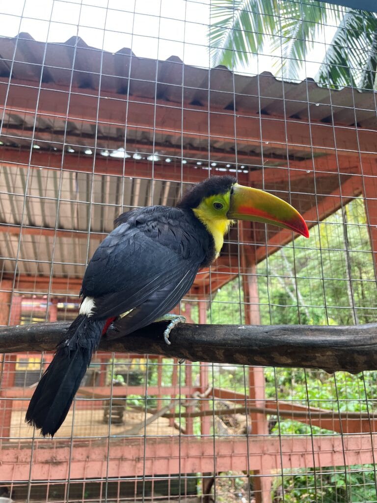 A toucan standing on a brown ledge. 