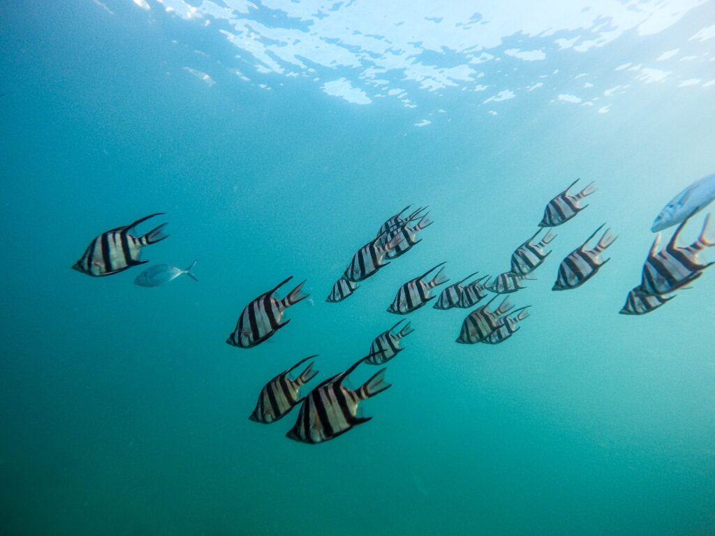 Striped fish swim in the ocean.