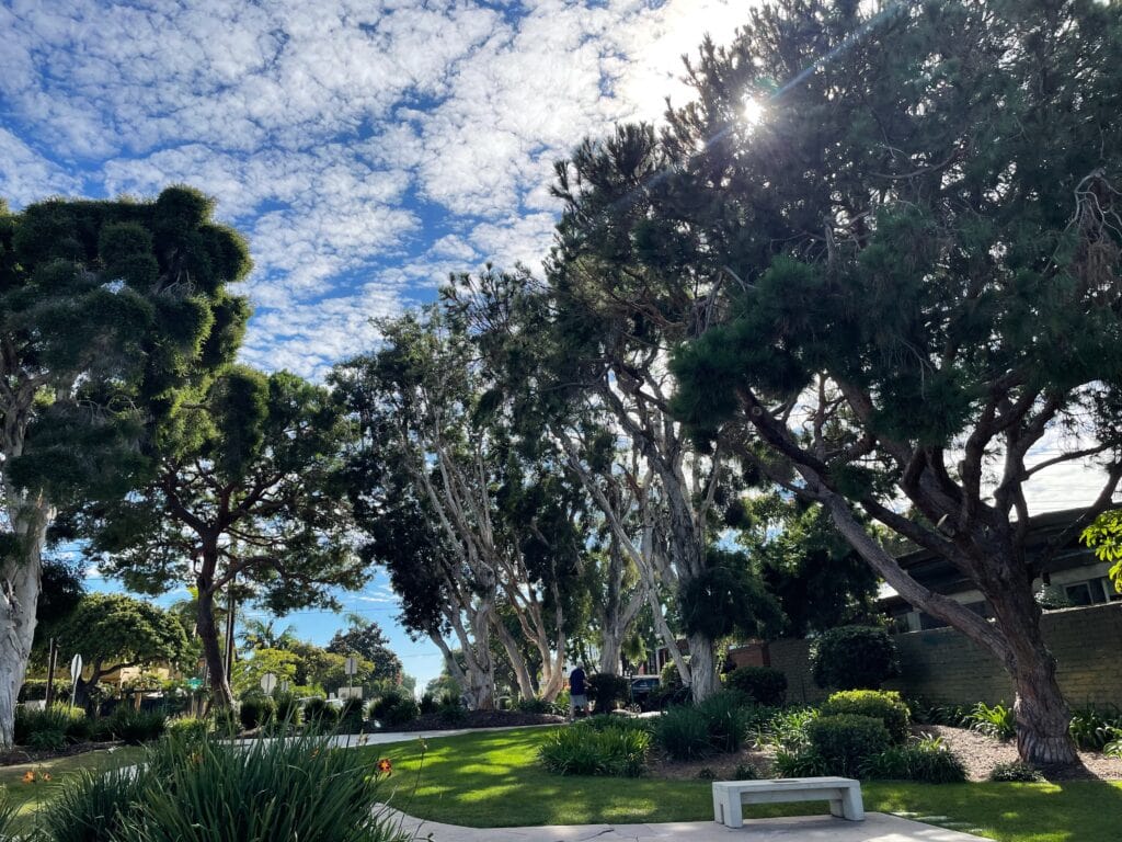Large trees extend into the sky at Bayview Park.