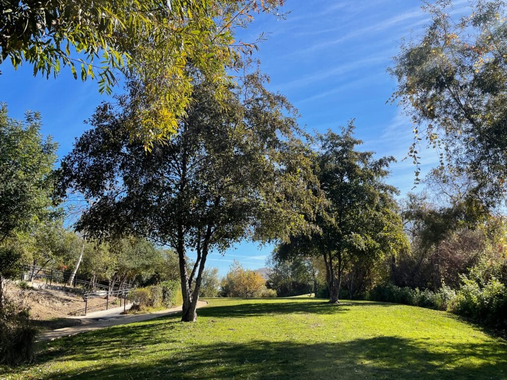 A large patch of grass and trees with leafs on the ground.