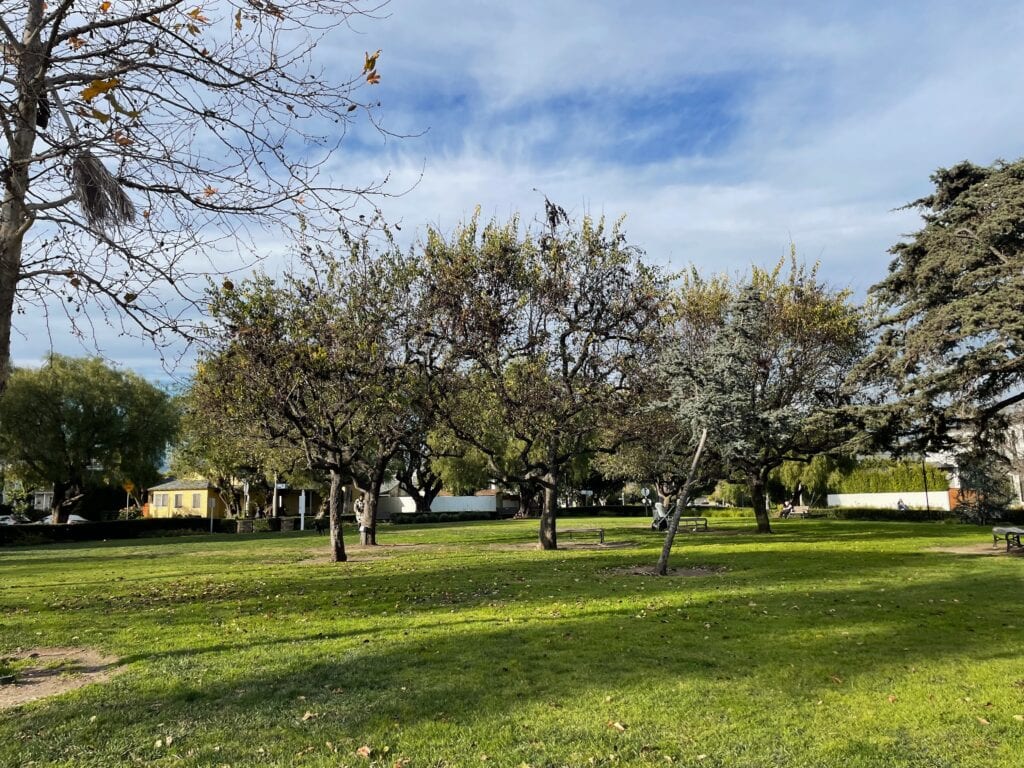 Trees stand tall with leaves on the ground at circle park.