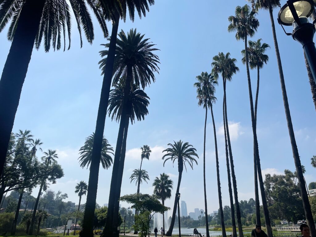 Dozens of palms trees line up the walk path of Echo Park with pedestrians and bikers.