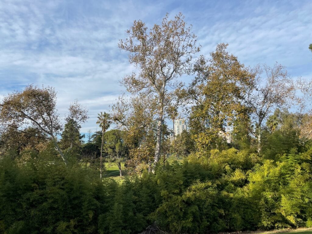 Century city buildings peaking thru the large trees and bushes at rancho park.
