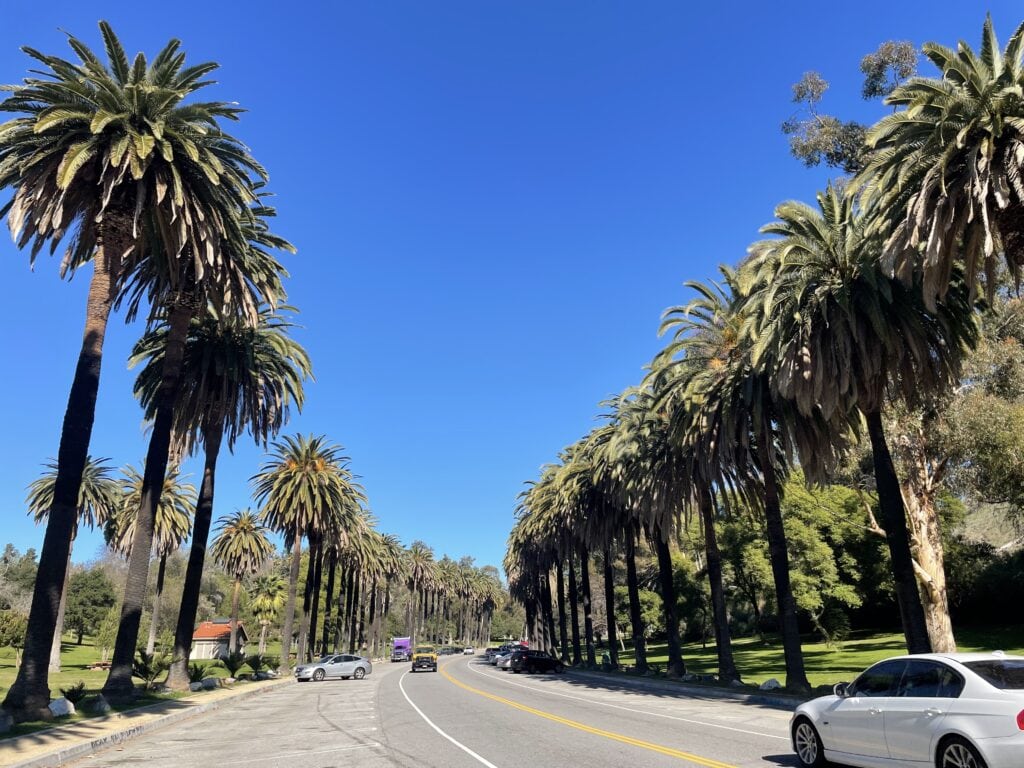 Cars driving on Academy heading to Elysian Park with dozens of palm trees lining the streets.