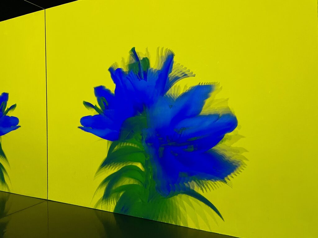 A bright blue flower opens up with a bright yellow background as the backdrop is seen at the Arte museum Las Vegas.