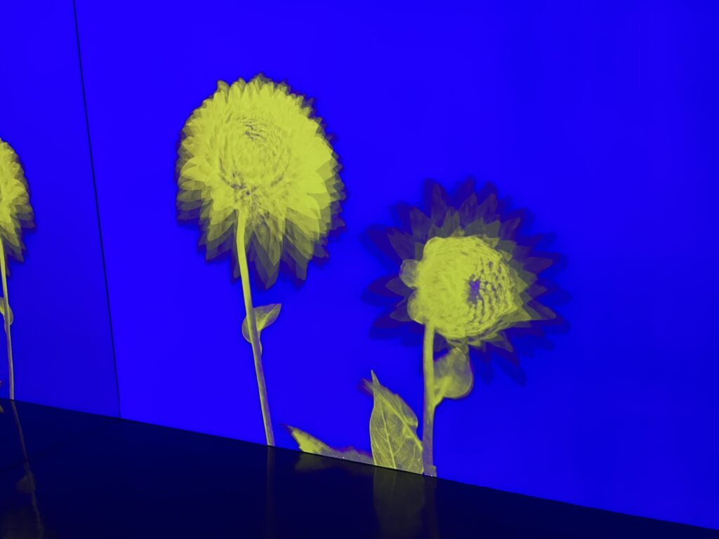 Yellow peony flowers evolve in a purple projected screen.